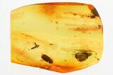 Detailed Hairy Fungus Beetle (Crowsonium) in Baltic Amber #325386-1